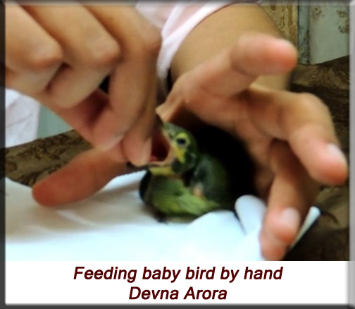 Devna Arora - Feeding baby bird by hand